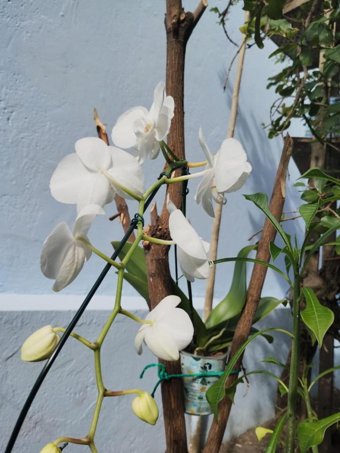 Hostel Salvador Orquideas Zewnętrze zdjęcie